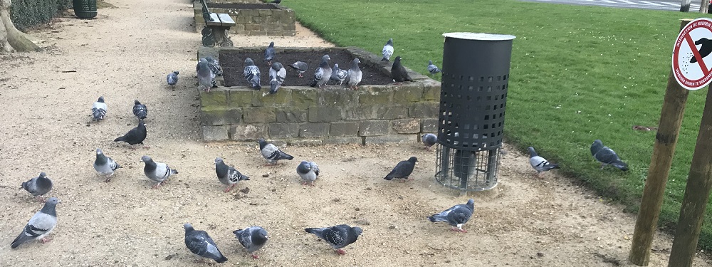 Contraception des pigeons (square Clémentine)