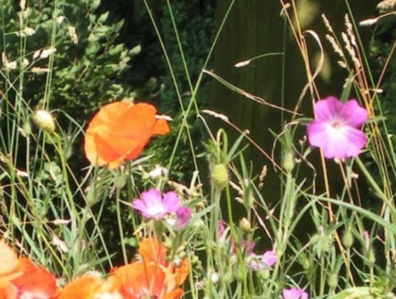 Comment favoriser la biodiversité dans votre jardin ?