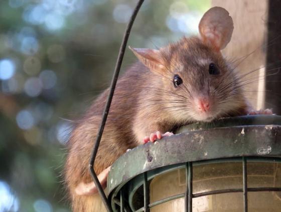 Comment éviter la surpopulation des rats ?