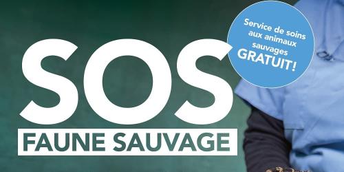 Que faire avec un animal blessé ?
