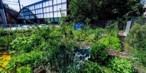 Formation en potager urbain