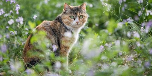 FAQ sur les chats errants