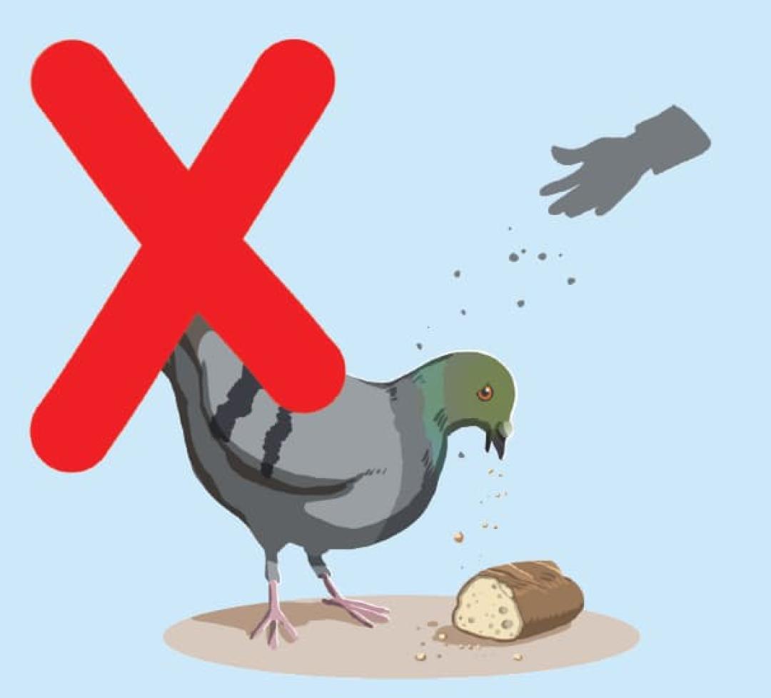 Nourrir les animaux sauvages