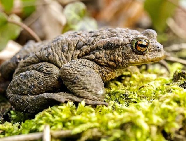 Aidez les batraciens à traverser la route à Neder-Over-Heembeek