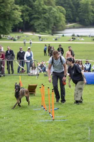 Dogolympics 2026