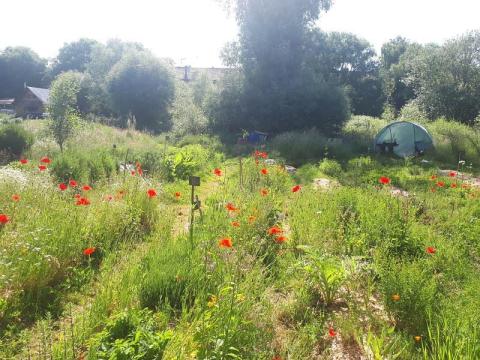 Balade à la ferme urbaine 'Le début des haricots'