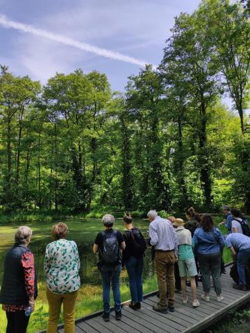 Balade à l'aulnaie et la forêt urbaine à Neder-Over-Heembeek