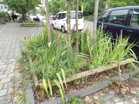 Lauréats Fleurir Bruxelles 2024 - Microjardin - 2. Cholak Sevim et Blochet Marcelle